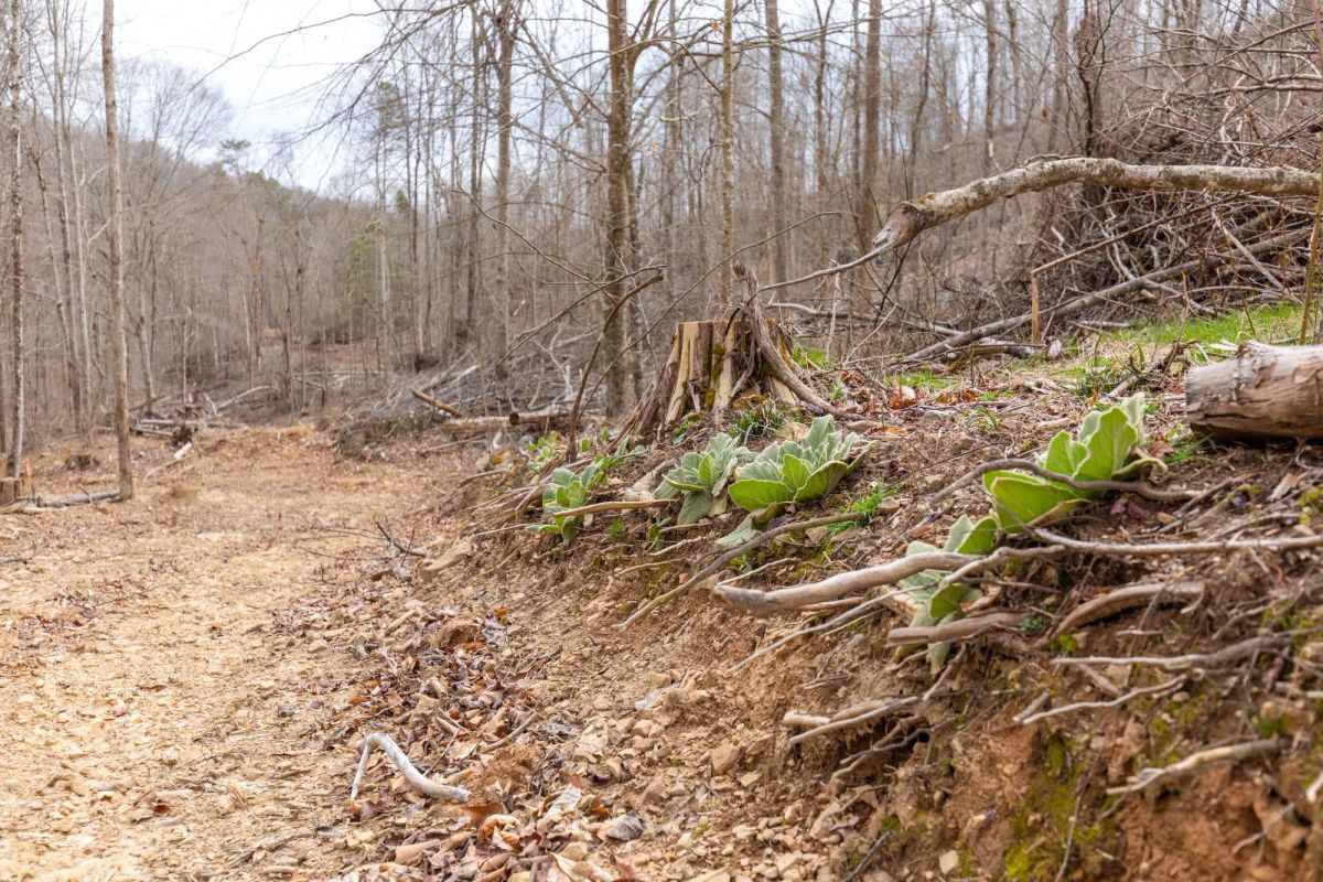 Decorative background for Creek Hollow Phase I Tract 18 image 11
