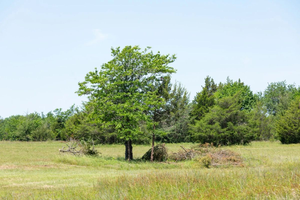 Decorative background for Wildflower Reserve Tract 2 image 5