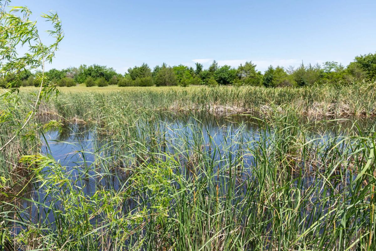 Decorative background for Wildflower Reserve Tract 2 image 7