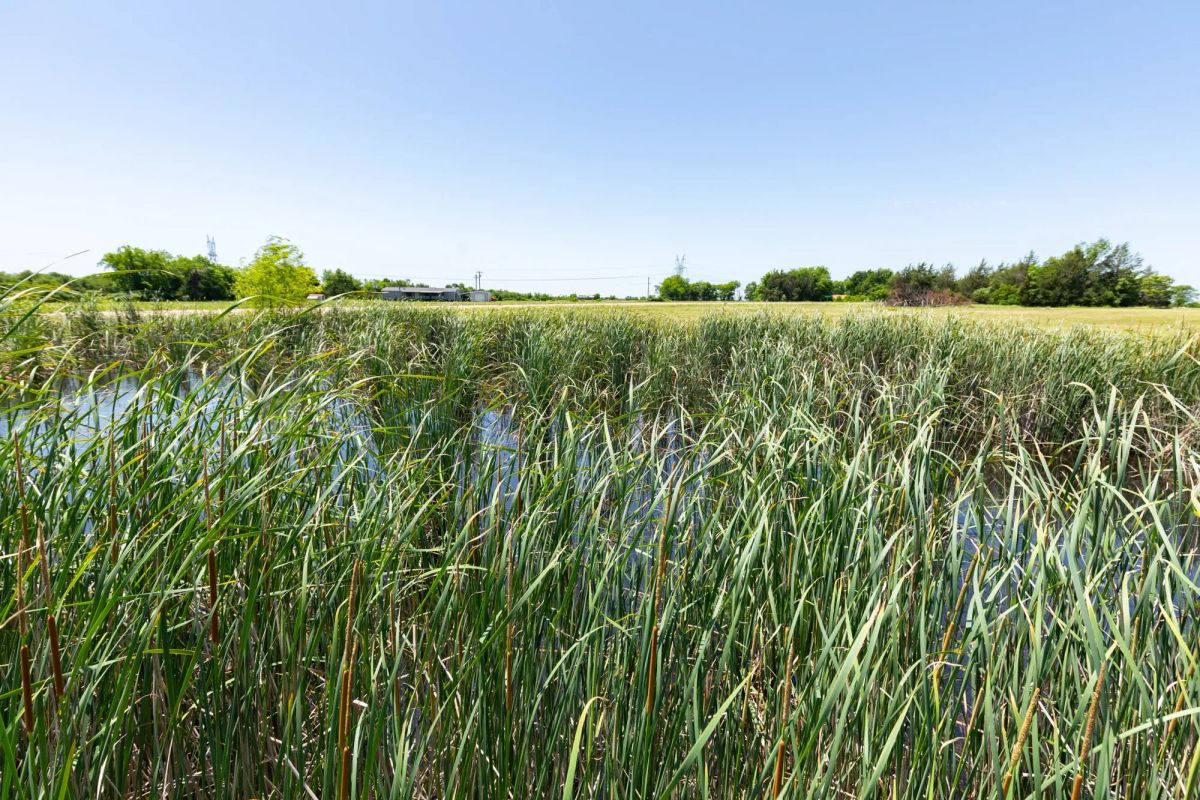 Decorative background for Wildflower Reserve Tract 2 image 11