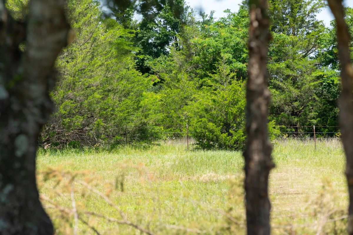 Decorative background for Wildflower Reserve Tract 2 image 15