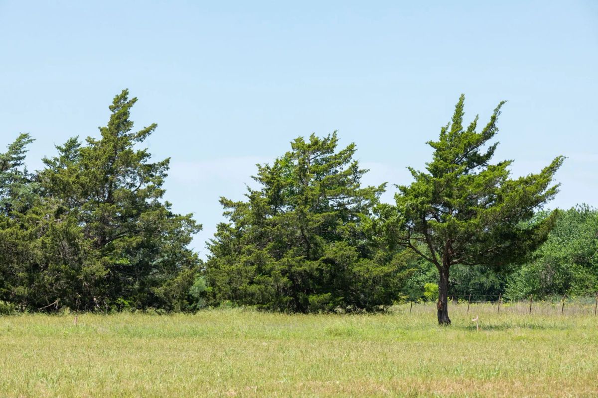Decorative background for Wildflower Reserve Tract 2 image 17