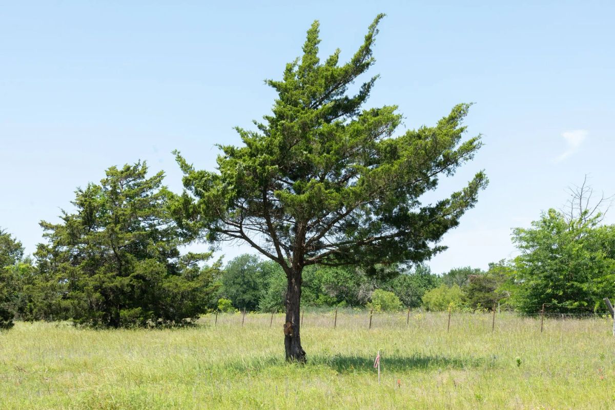 Decorative background for Wildflower Reserve Tract 2 image 25
