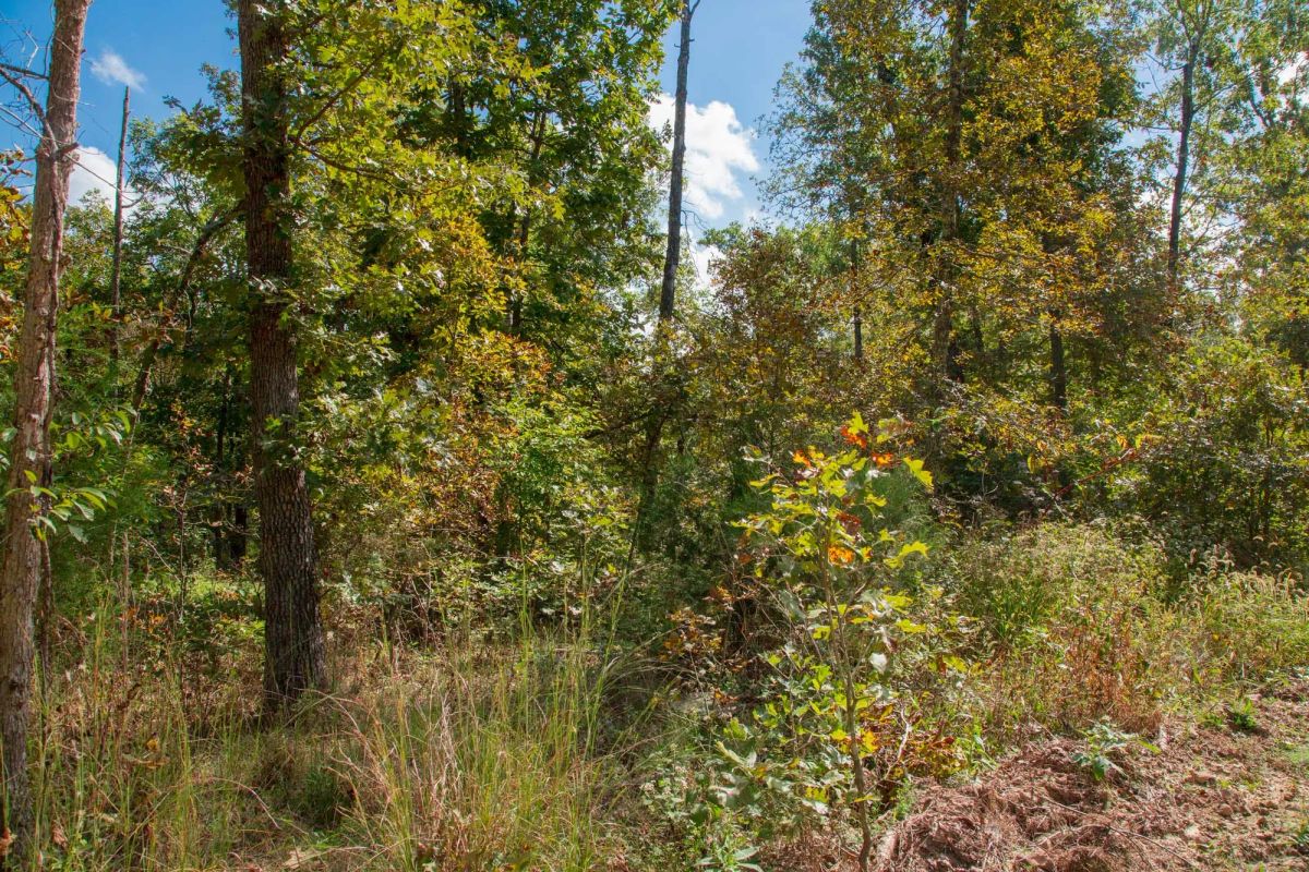 Wagon Wheel Ranch Tract 37 - Image 3