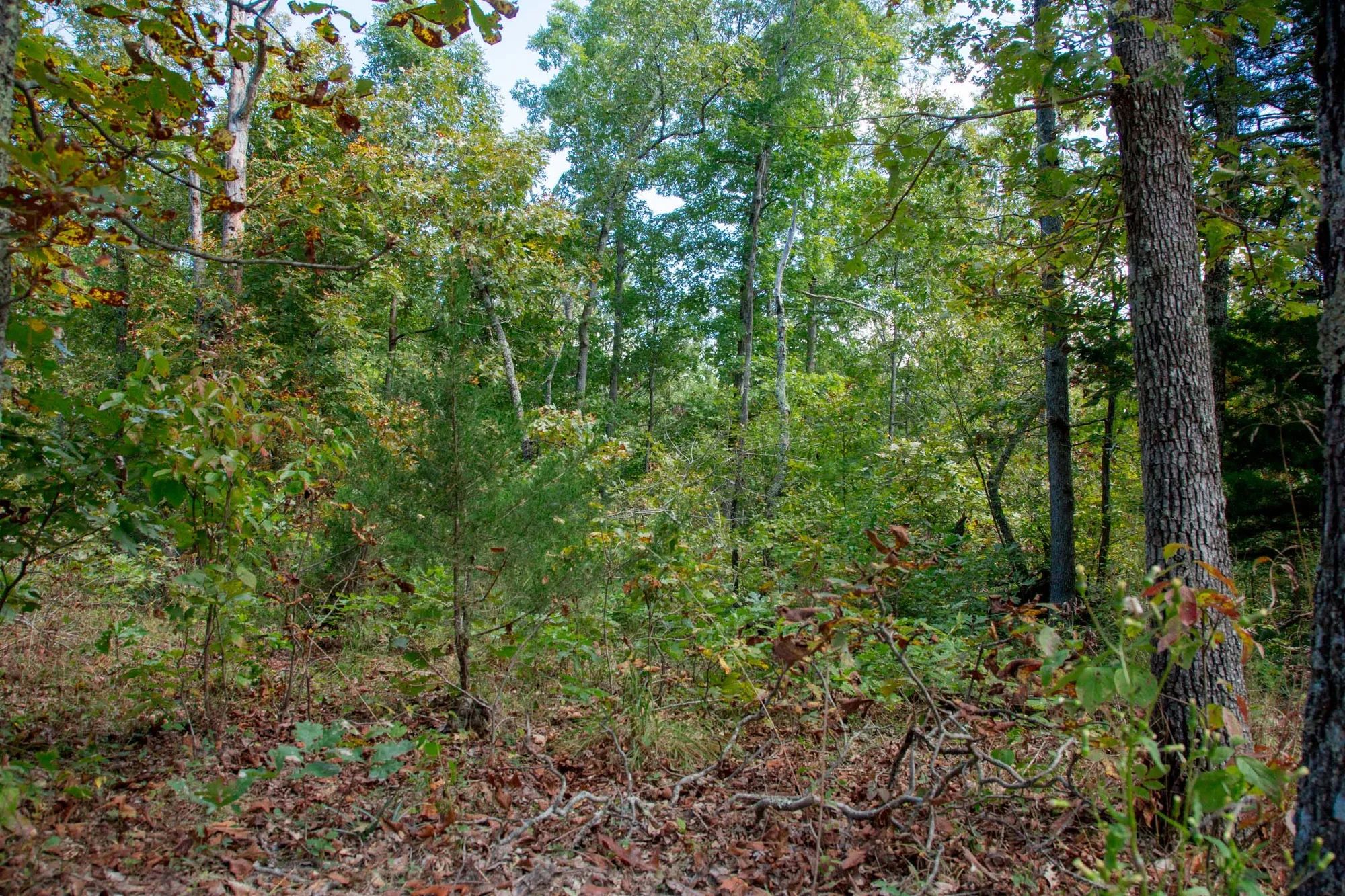 Wagon Wheel Ranch Tract 37 in Dent County, MO