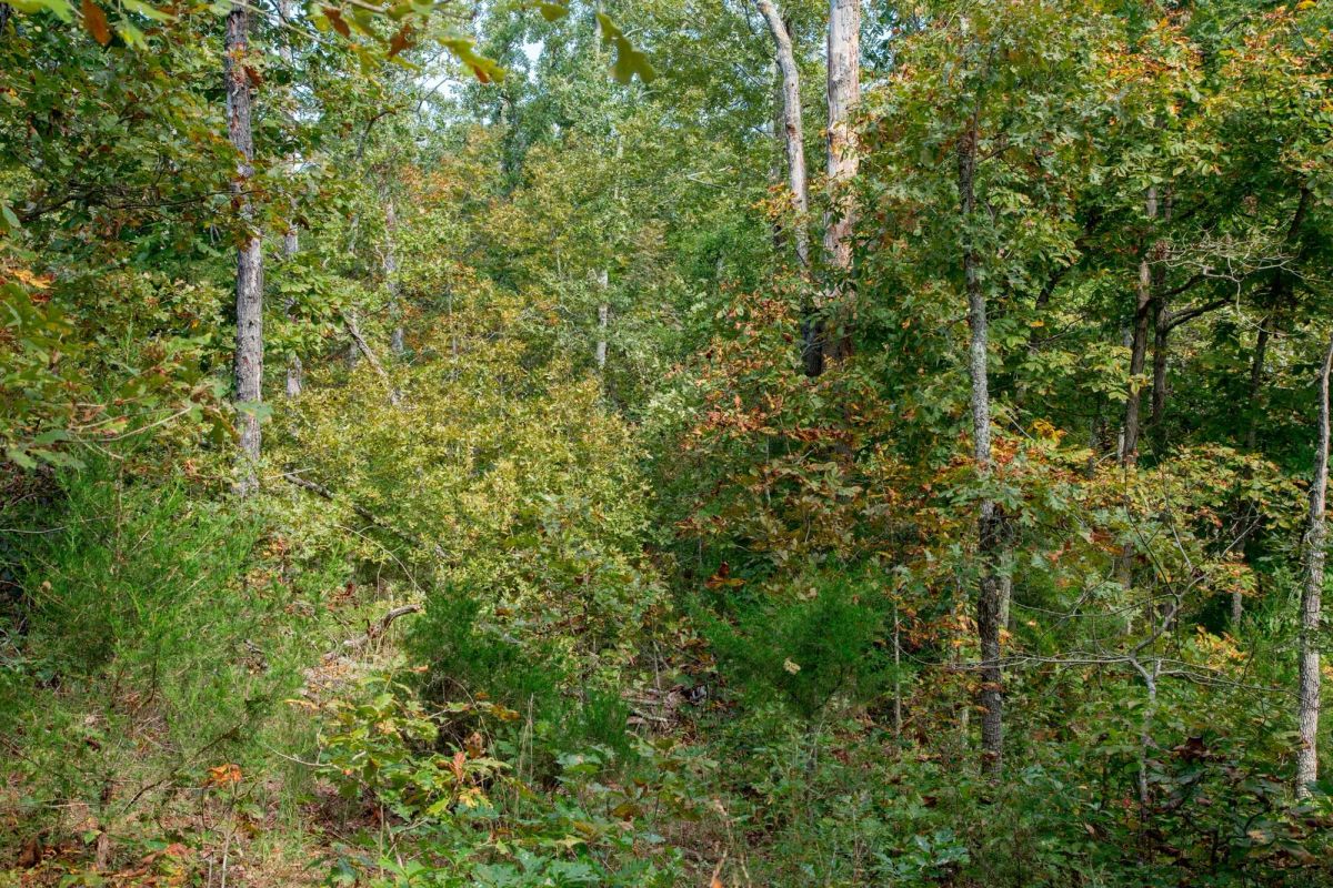 Decorative background for Wagon Wheel Ranch Tract 37 image 5
