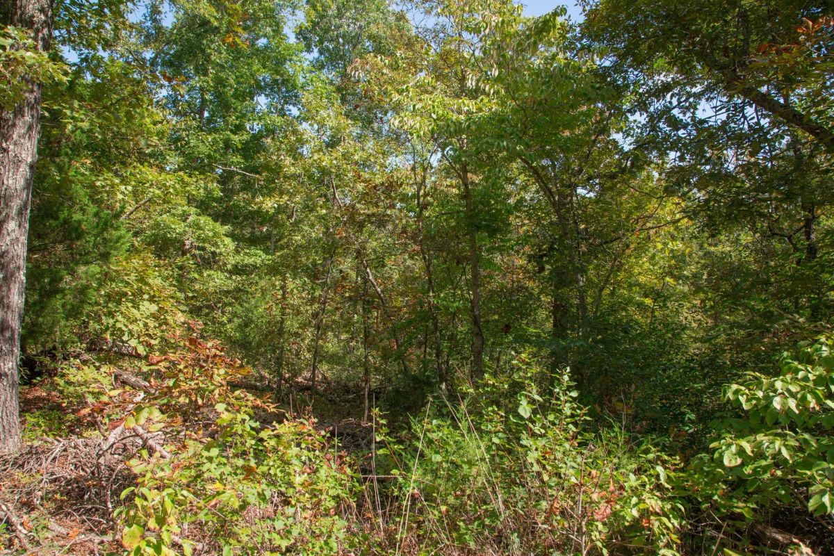 Decorative background for Wagon Wheel Ranch Tract 37 image 8