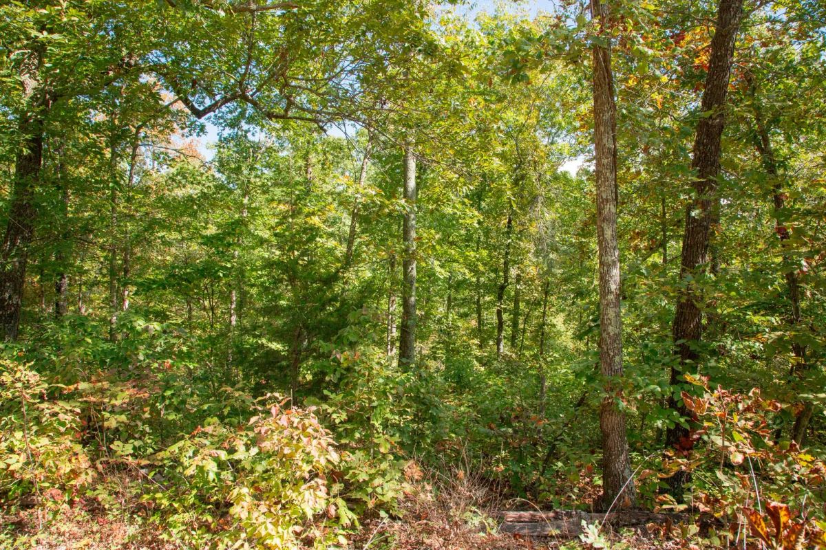 Decorative background for Wagon Wheel Ranch Tract 37 image 9