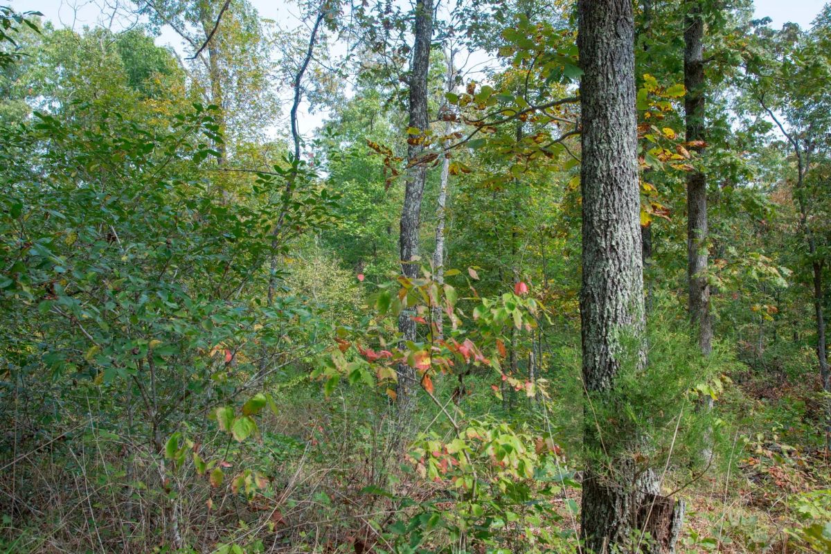 Decorative background for Wagon Wheel Ranch Tract 37 image 13