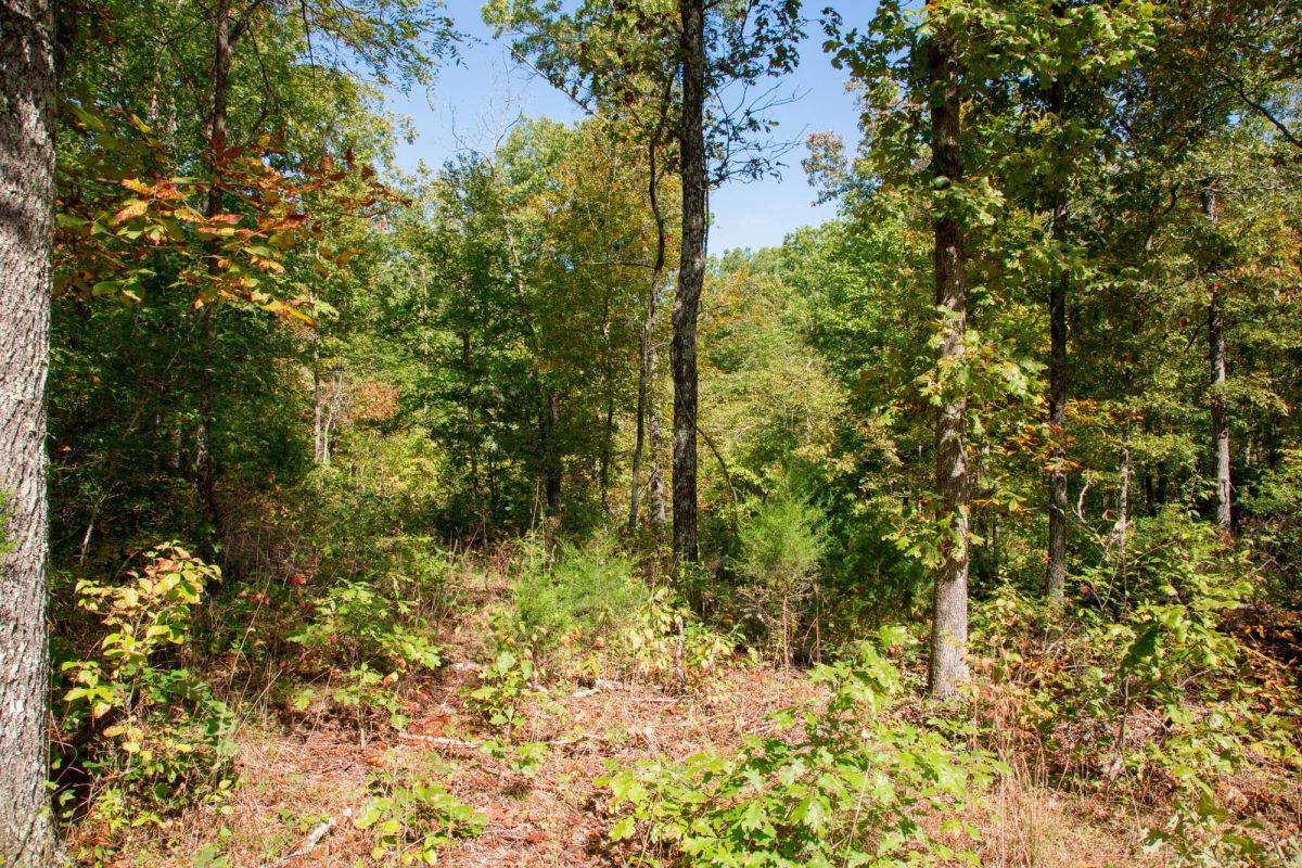 Decorative background for Wagon Wheel Ranch Tract 37 image 15