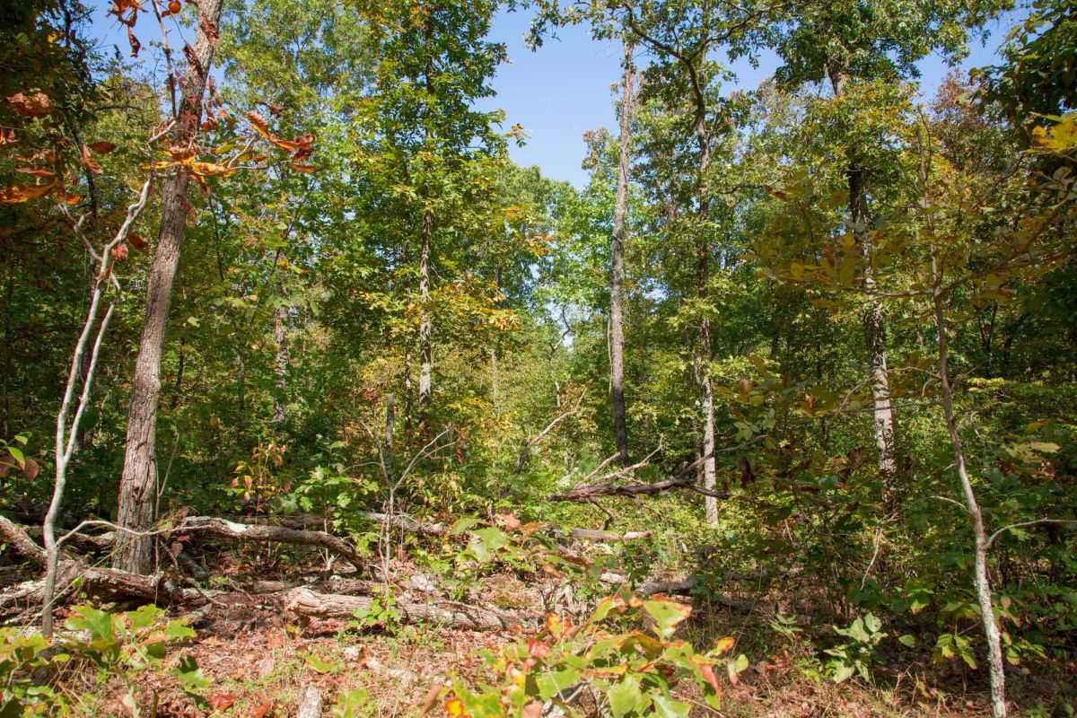 Decorative background for Wagon Wheel Ranch Tract 37 image 16