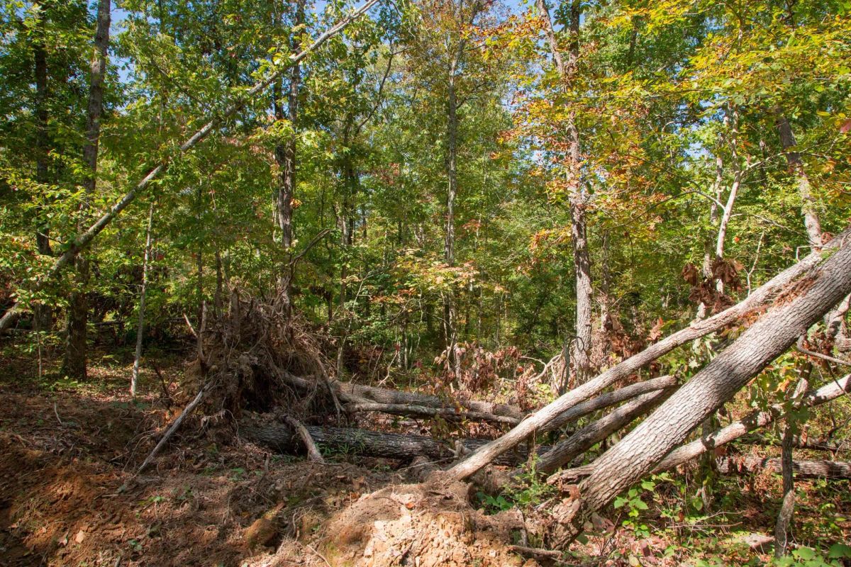 Decorative background for Wagon Wheel Ranch Tract 37 image 17