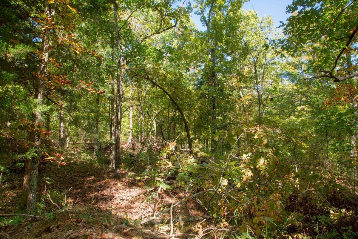Decorative background for Wagon Wheel Ranch Tract 37 image 18