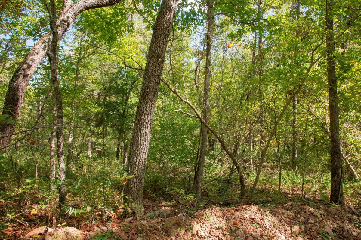 Decorative background for Wagon Wheel Ranch Tract 37 image 20