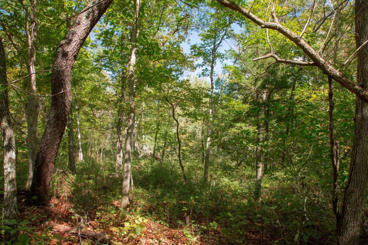 Decorative background for Wagon Wheel Ranch Tract 37 image 21