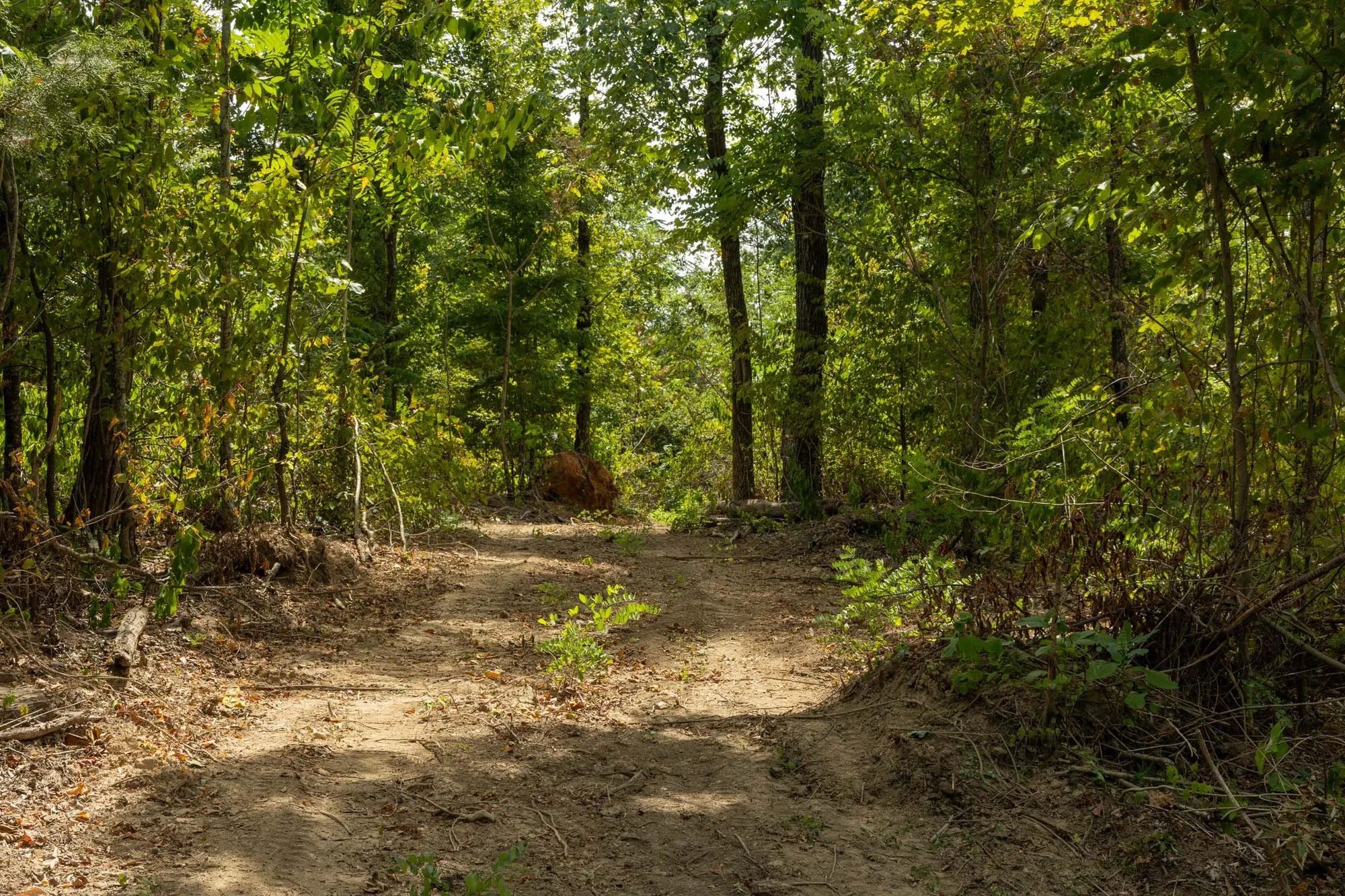 Big White Oak Tract 80 in Perry County, TN