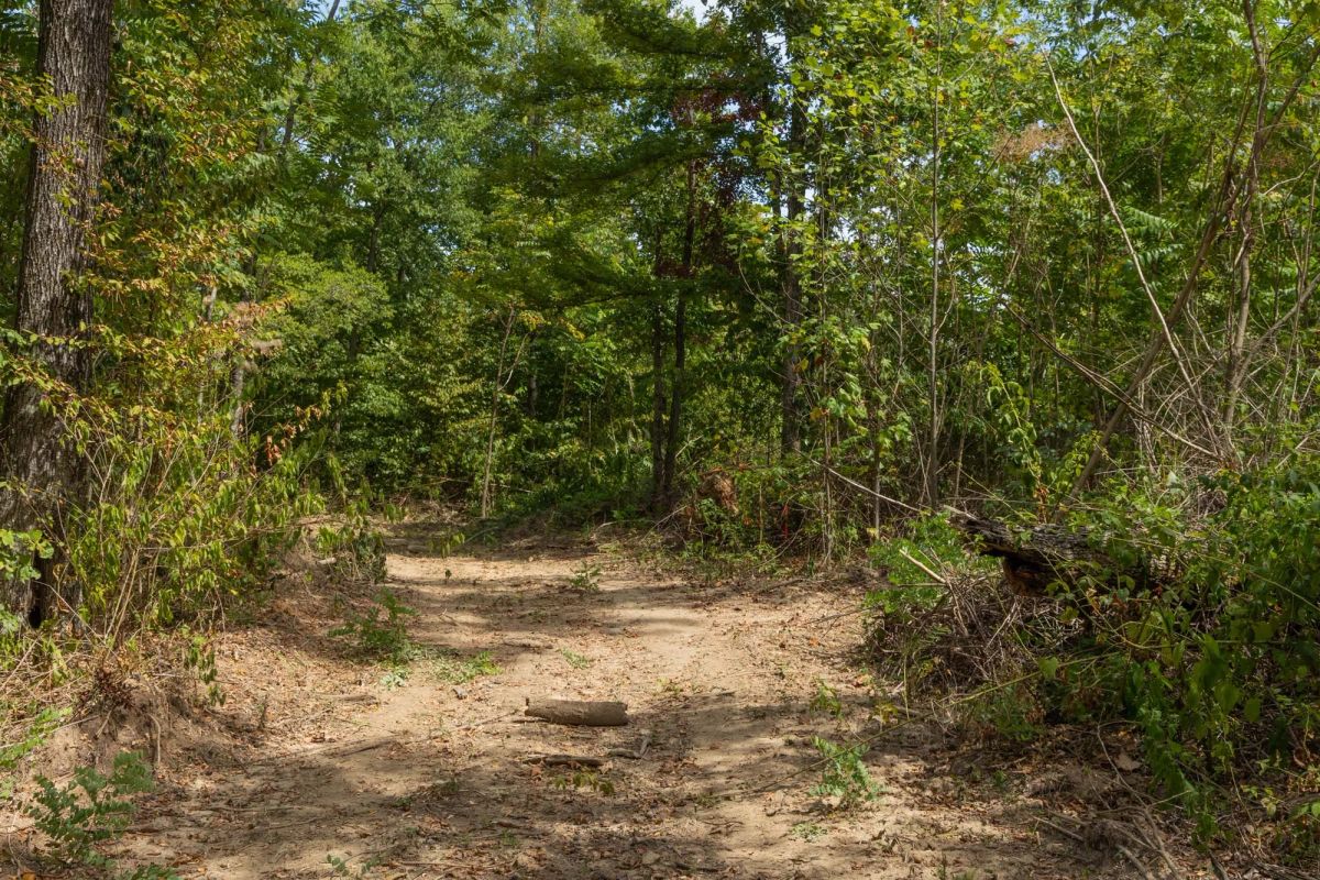 Big White Oak Tract 80 - Image 2