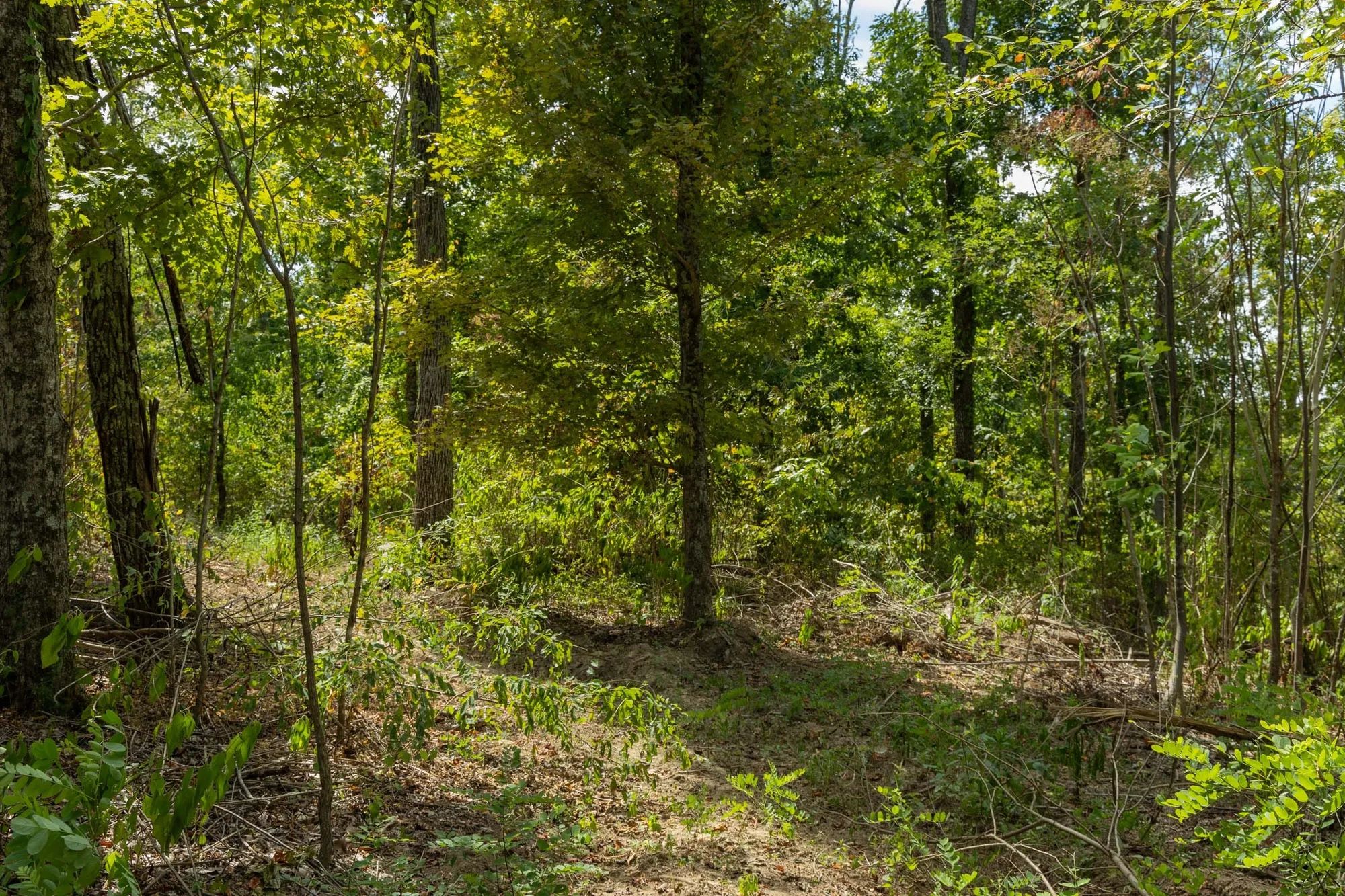 Big White Oak Tract 80 in Perry County, TN