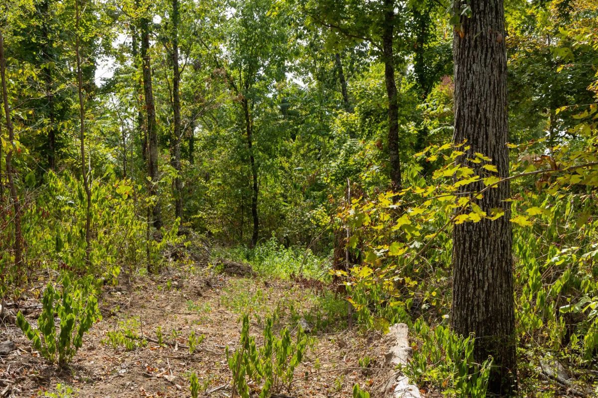 Decorative background for Big White Oak Tract 80 image 5