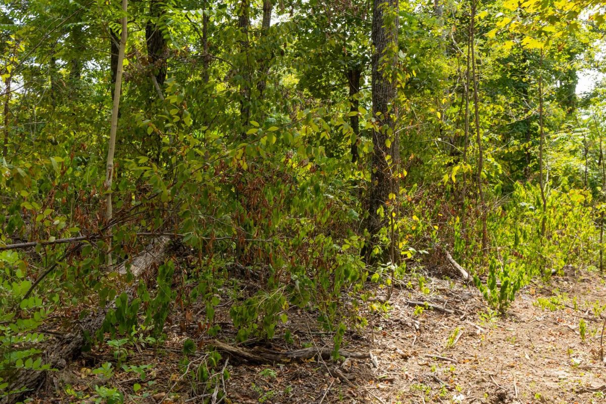 Decorative background for Big White Oak Tract 80 image 6