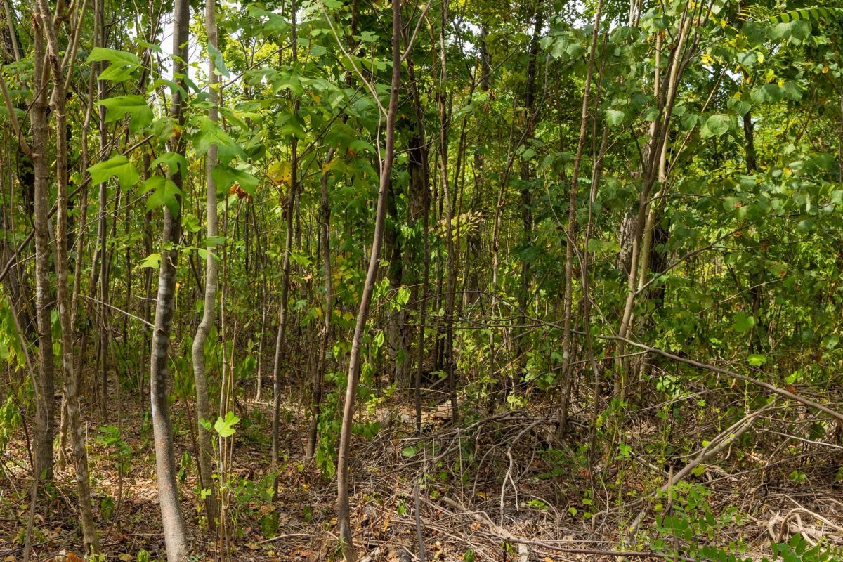 Decorative background for Big White Oak Tract 80 image 7