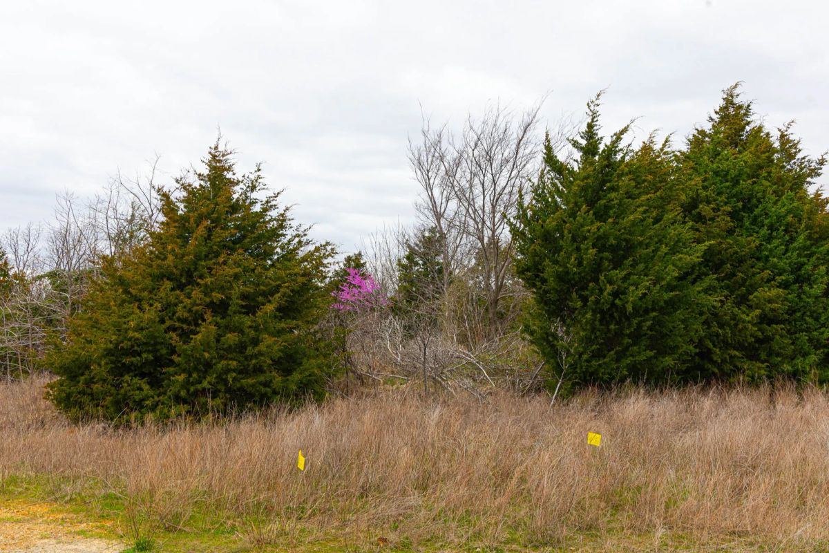 Decorative background for Reserves At Cattail Cove Phase I Tract 26 image 14