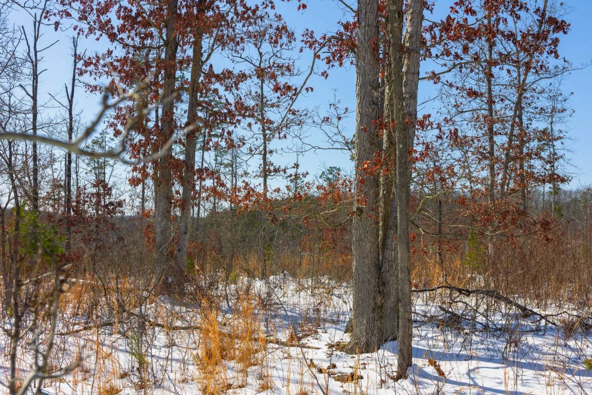 Decorative background for Sleepy Hollow Phase I Tract 3 image 6
