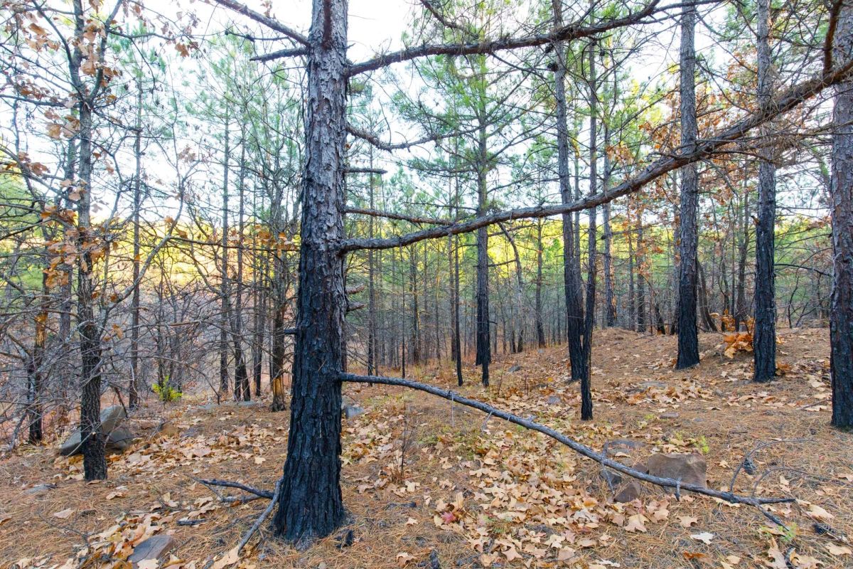 Decorative background for Stone Bridge Phase II Tract 119 image 6