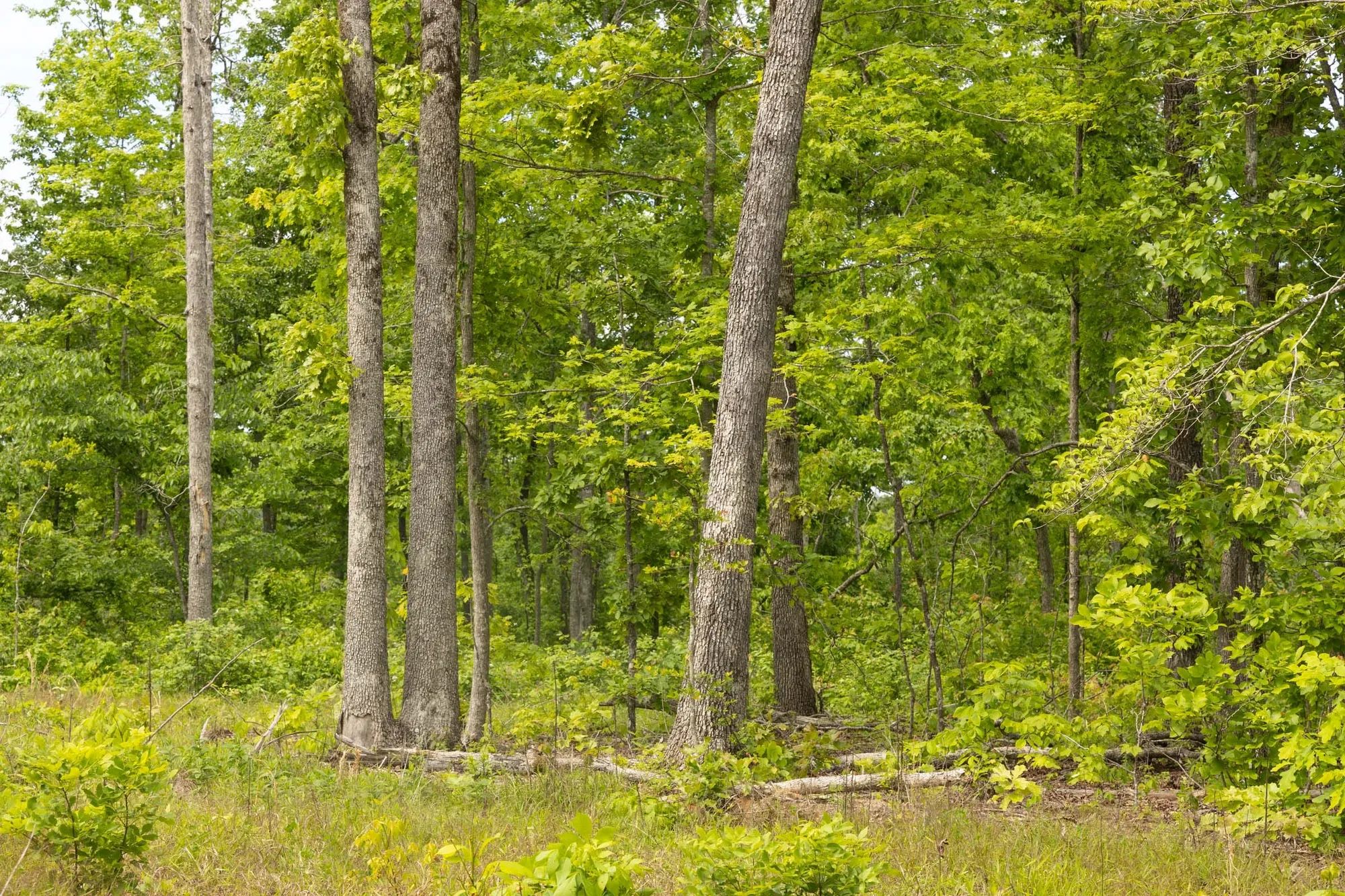 Stardust Estates Tract 10 in Reynolds County, MO