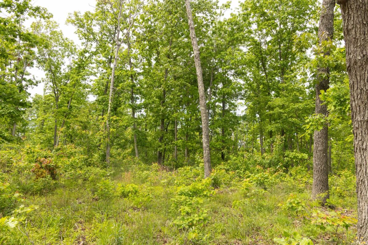 Decorative background for Stardust Estates Tract 10 image 5