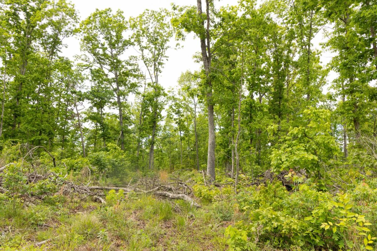 Decorative background for Stardust Estates Tract 10 image 7