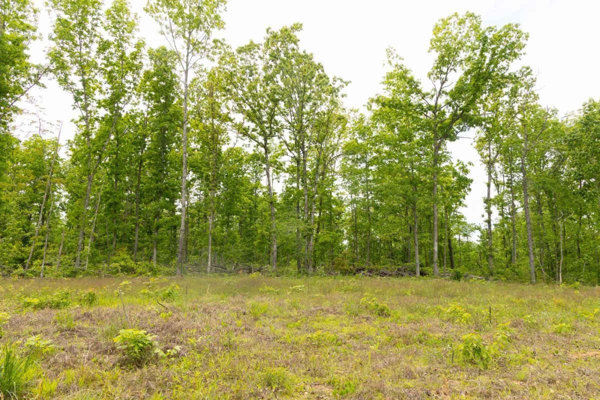 Decorative background for Stardust Estates Tract 10 image 8
