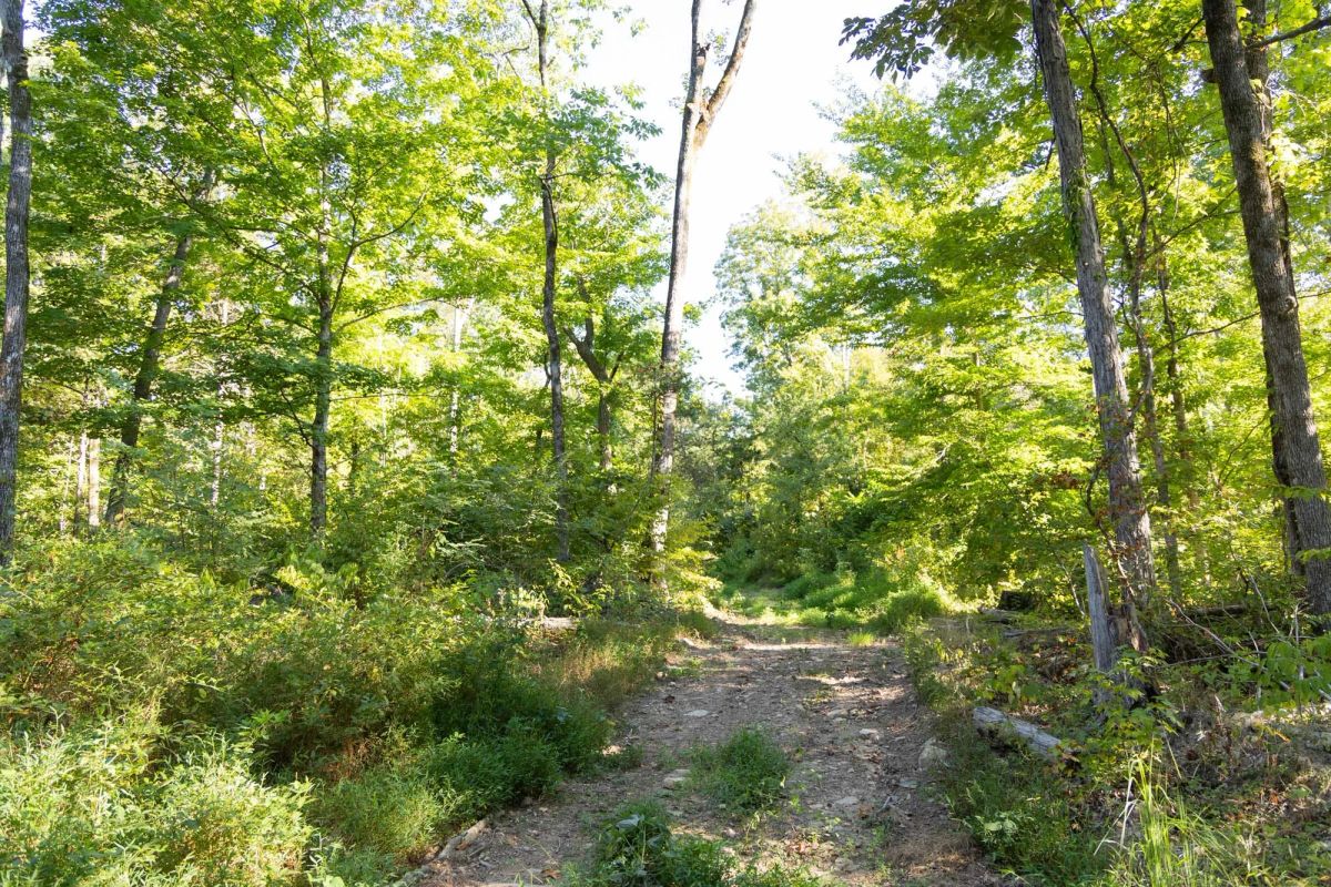 Big White Oak Tract 85 - Image 2