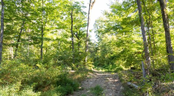 Big White Oak Tract 85 in Perry County, TN