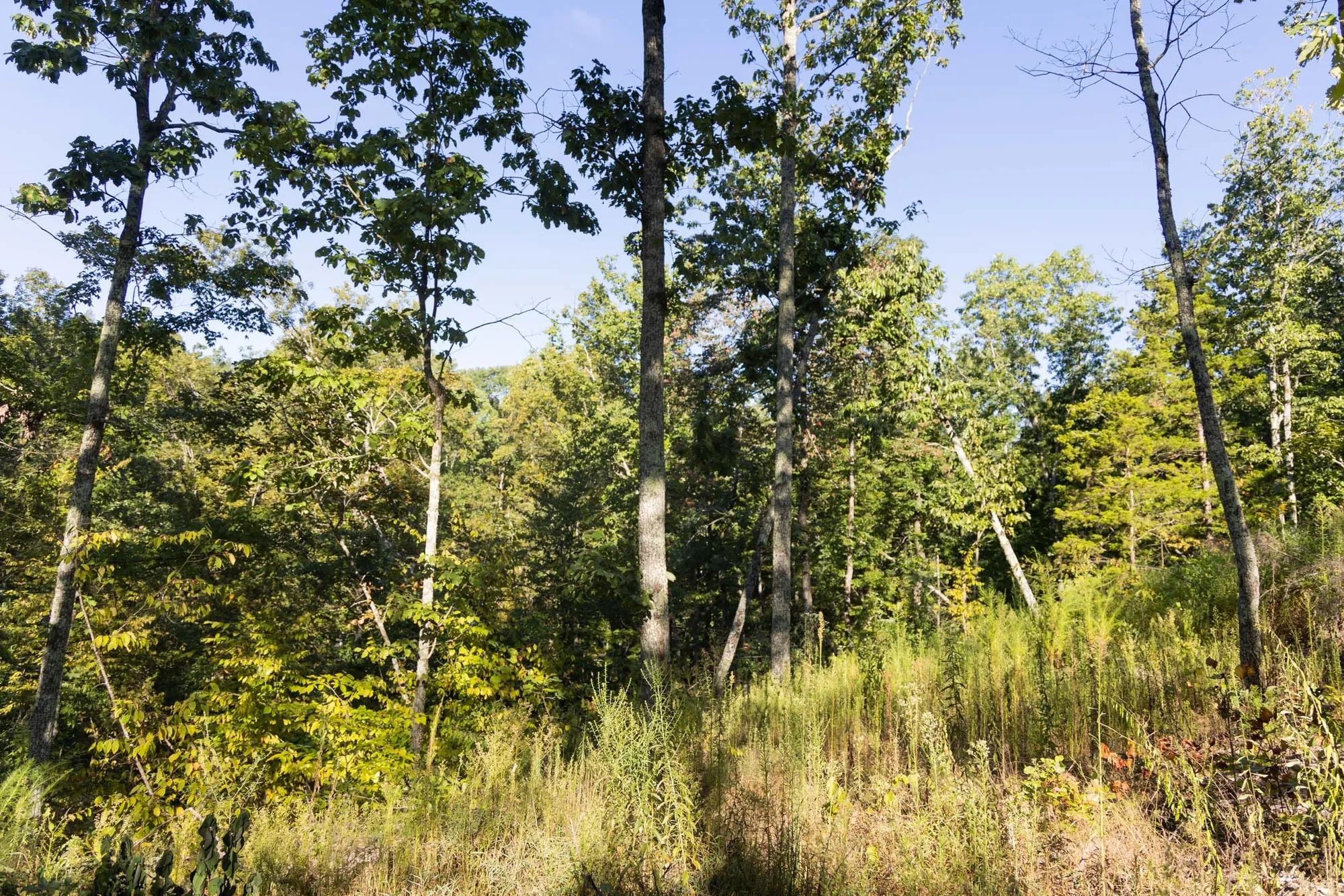 Big White Oak Tract 85 in Perry County, TN