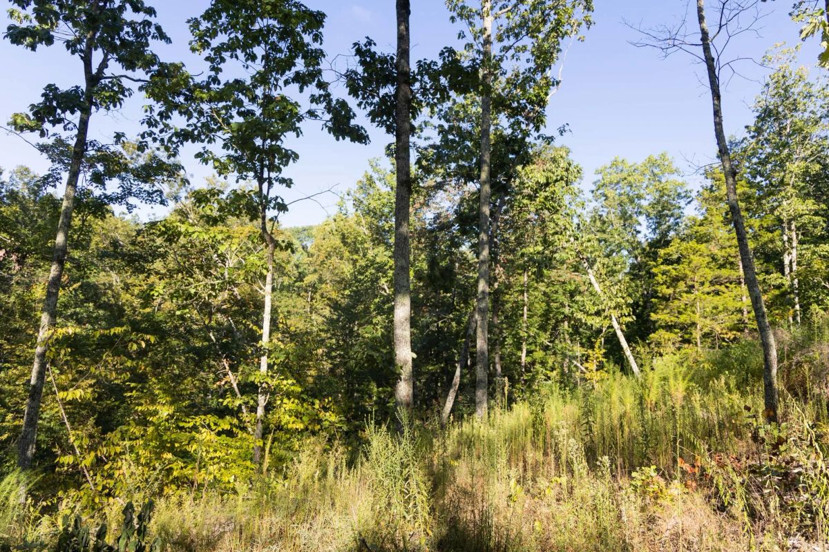 Big White Oak Tract 85 - Image 3