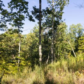 Big White Oak Tract 85 in Perry County, TN