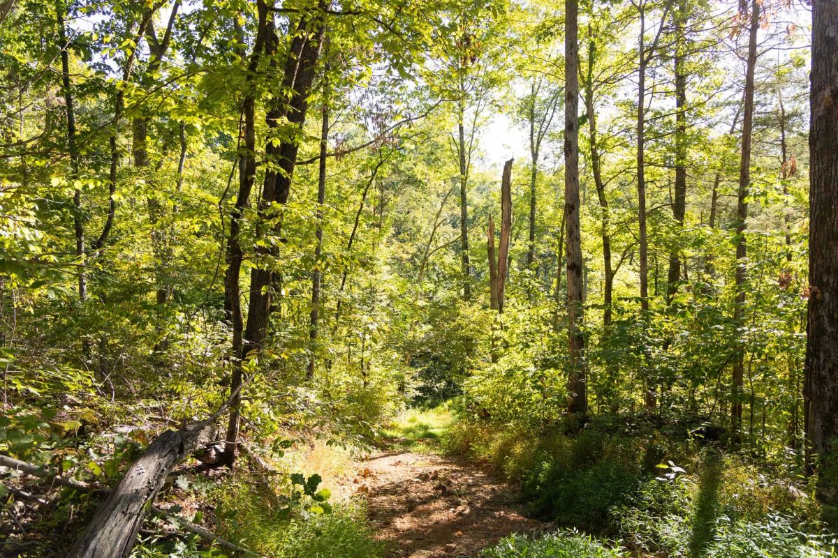 Big White Oak Tract 85 - Image 4