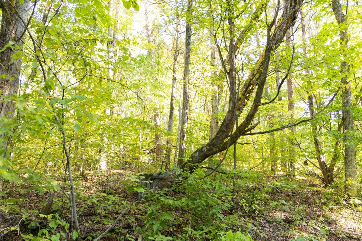 Decorative background for Big White Oak Tract 85 image 5