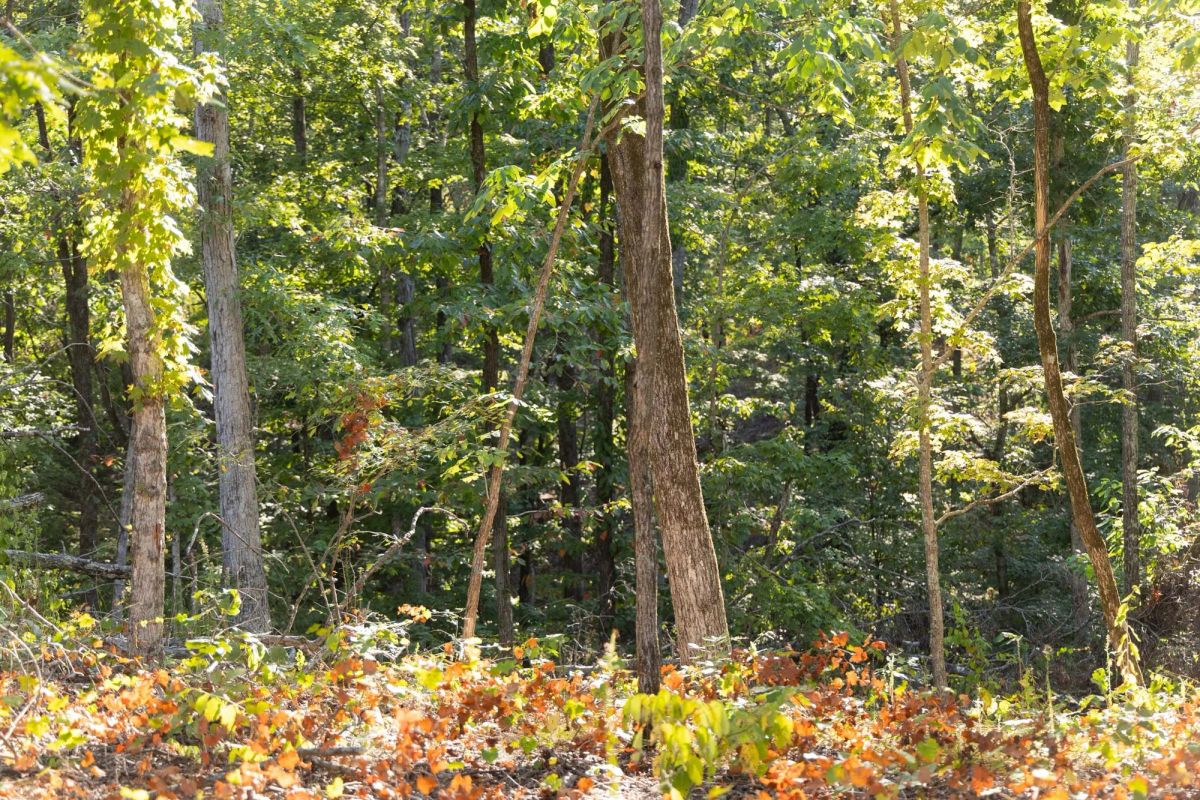 Decorative background for Big White Oak Tract 85 image 6