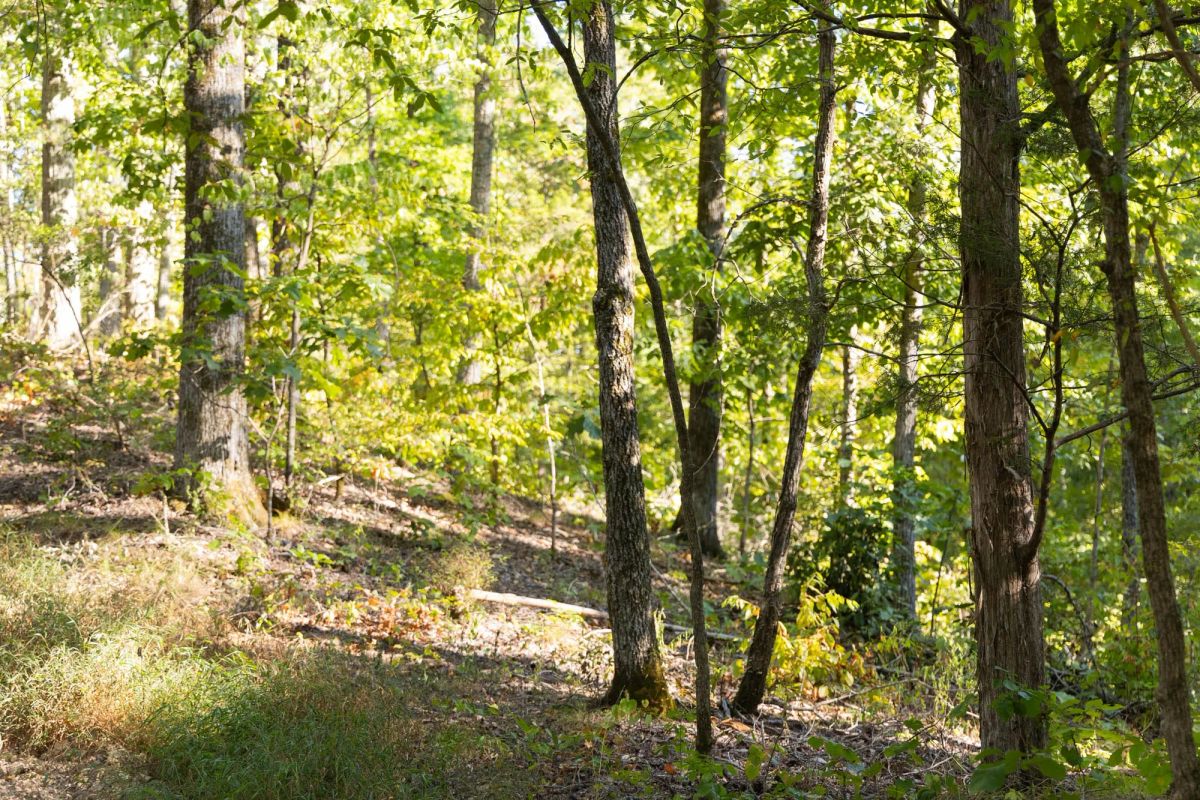 Decorative background for Big White Oak Tract 85 image 7
