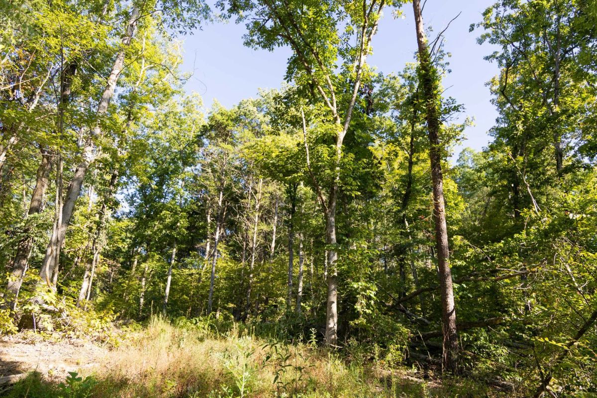 Decorative background for Big White Oak Tract 85 image 8