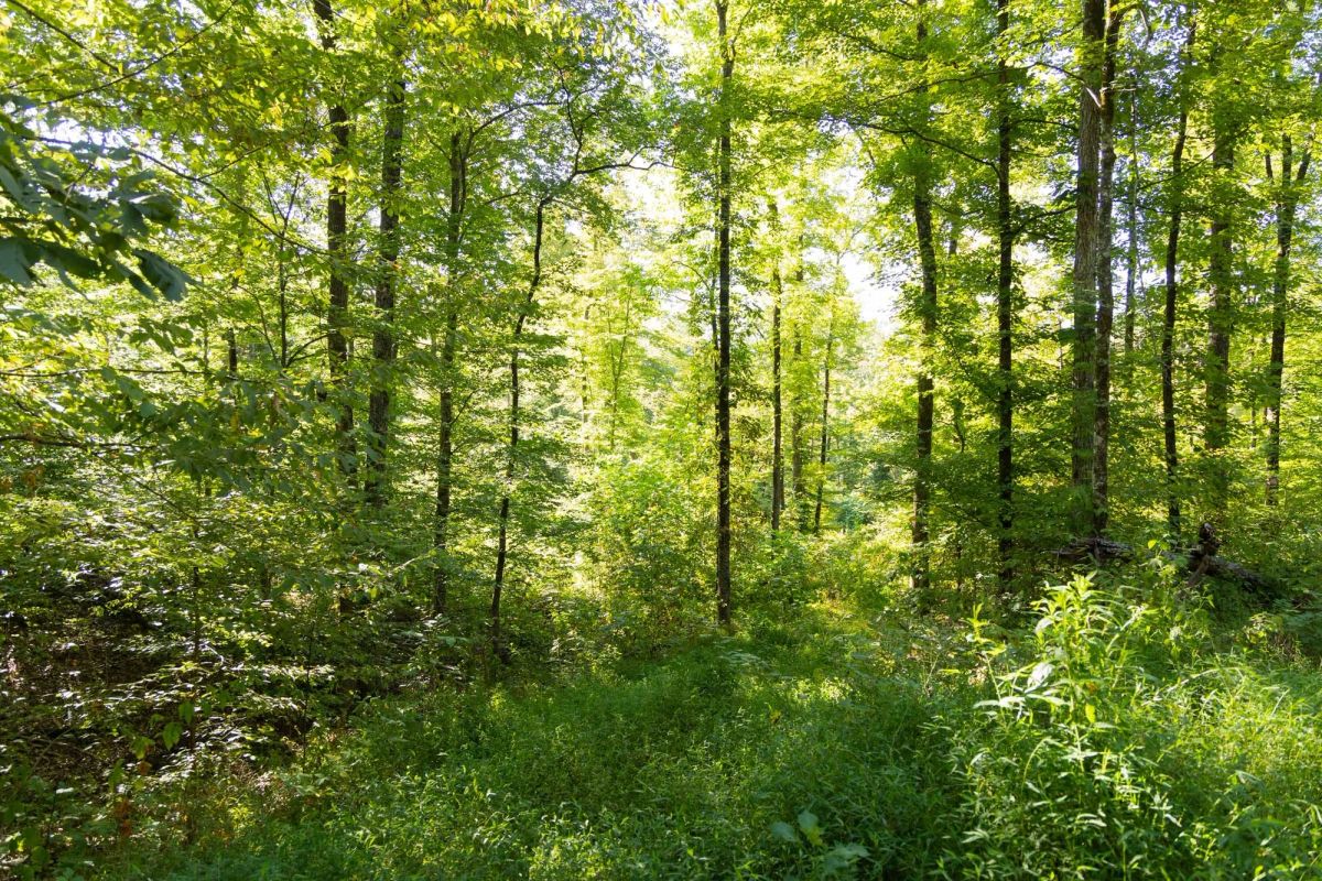 Decorative background for Big White Oak Tract 85 image 9