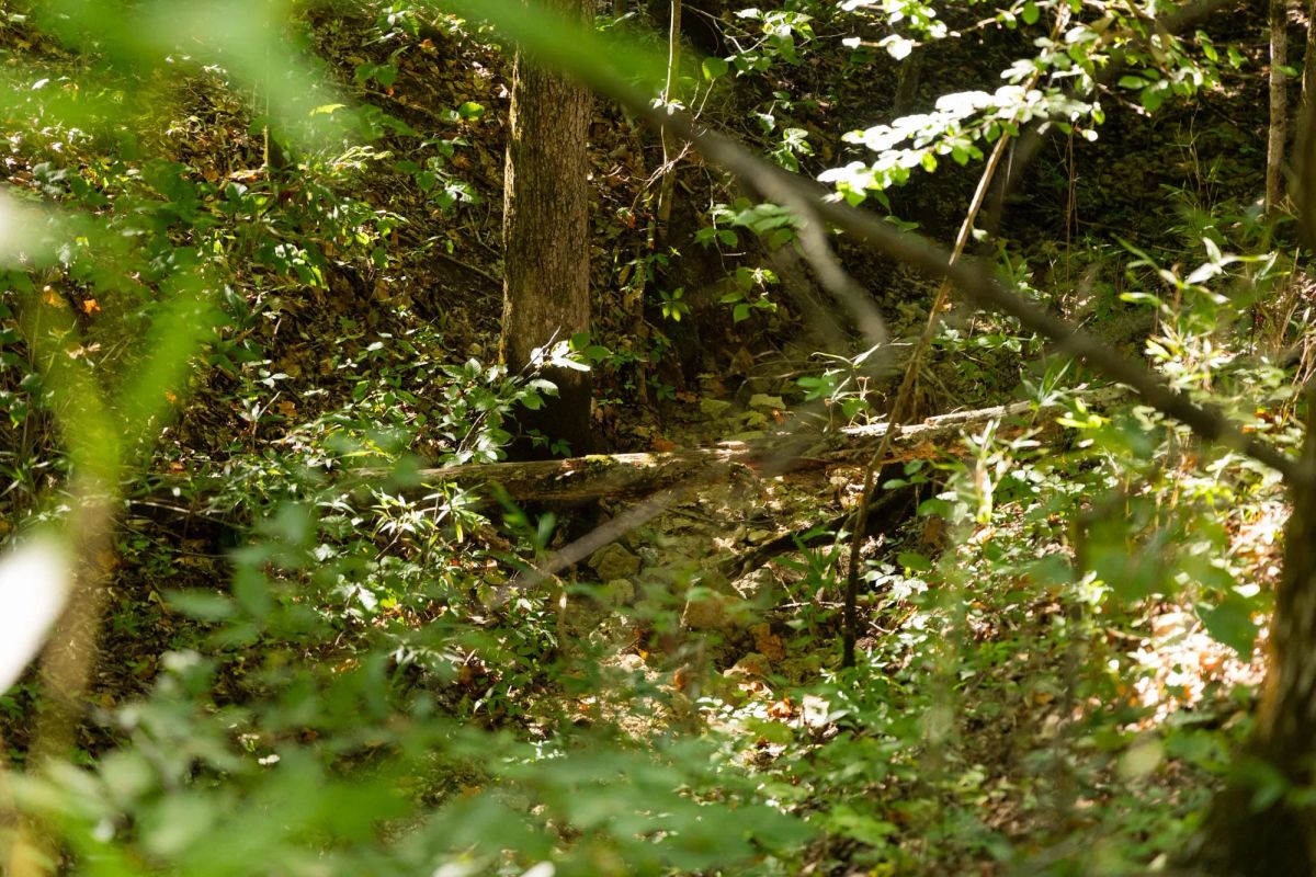 Decorative background for Big White Oak Tract 85 image 10