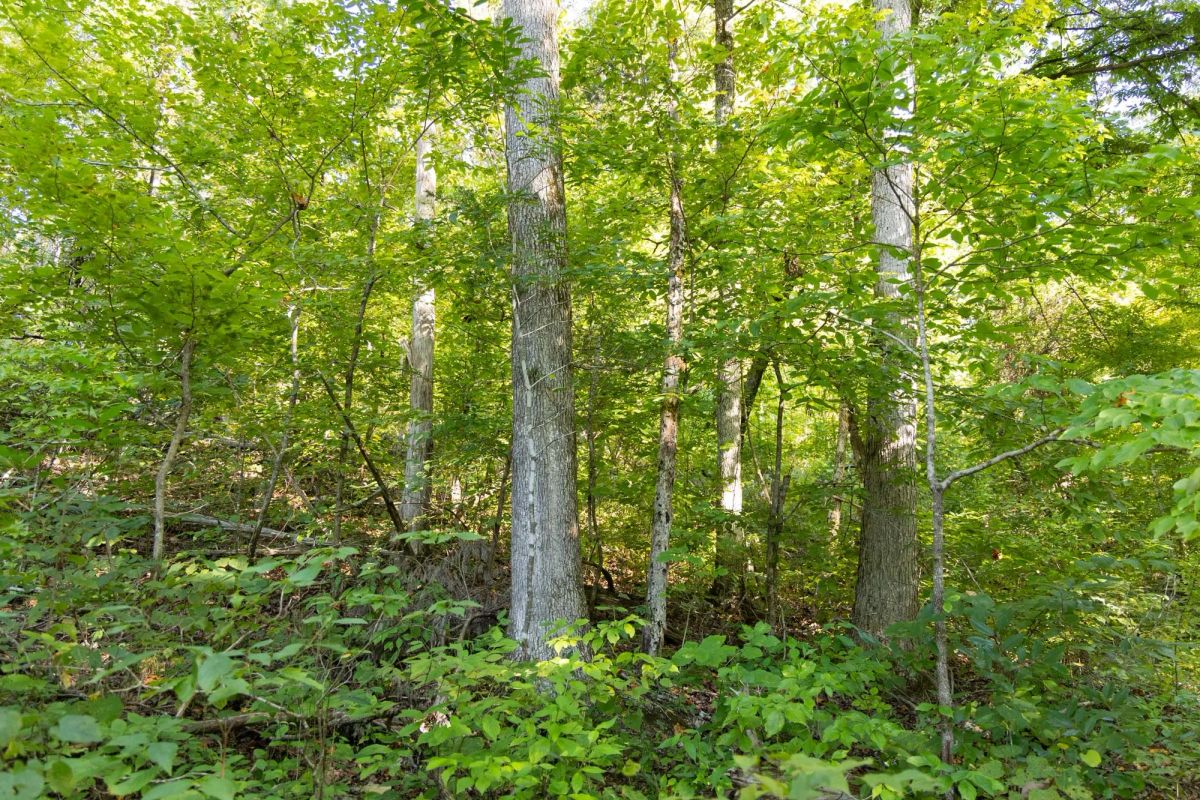 Decorative background for Big White Oak Tract 85 image 11