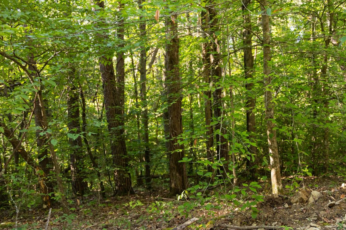 Decorative background for Big White Oak Tract 85 image 12