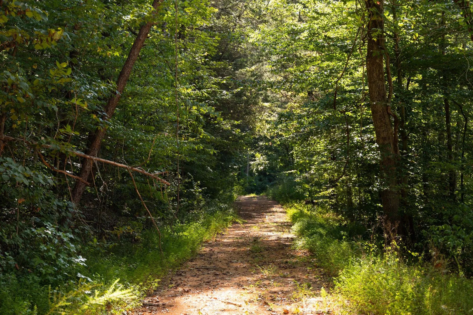 Big White Oak Tract 81 in Perry County, TN