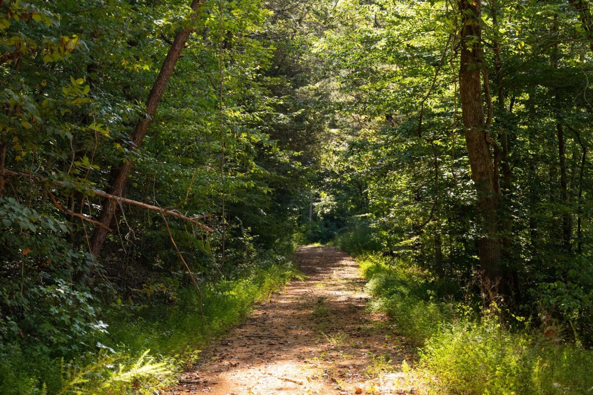 Big White Oak Tract 81 - Main image