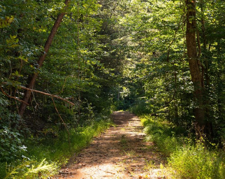 Big White Oak Tract 81 in Perry County, TN