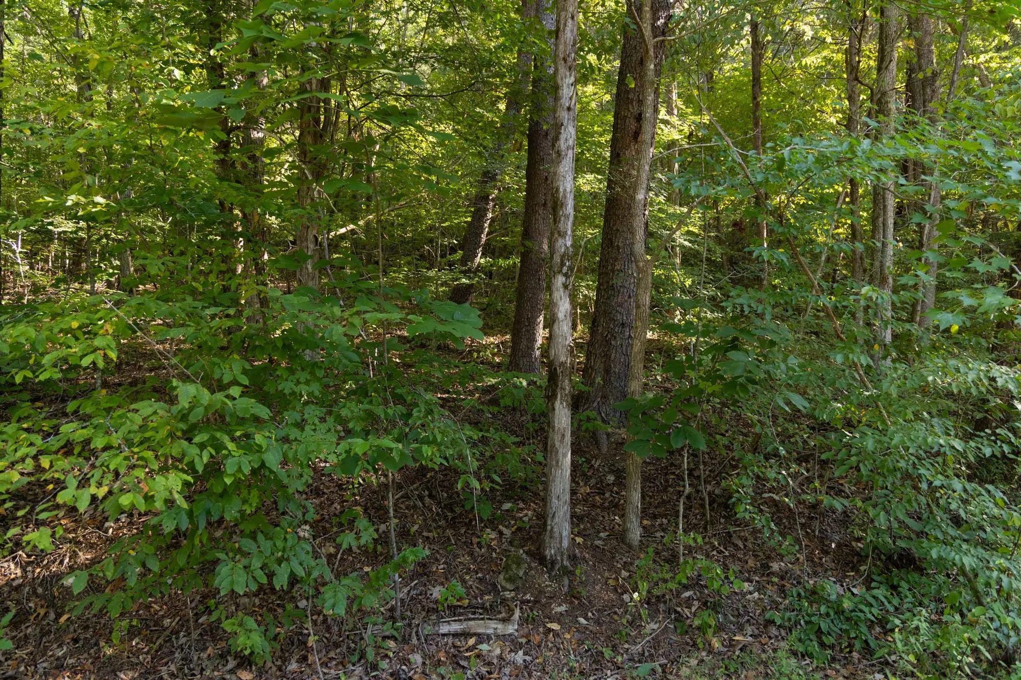 Big White Oak Tract 81 in Perry County, TN